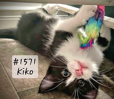 Kiko