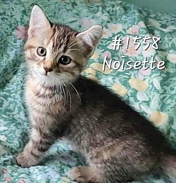 Noisette