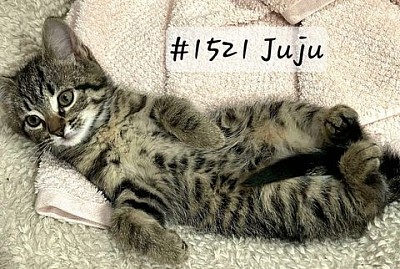 Juju